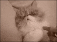 wake GIF