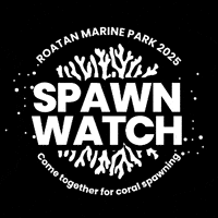 Rmp GIF by Roatan Marine Park
