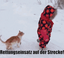 unsereoebb giphyupload cat katze oebb GIF