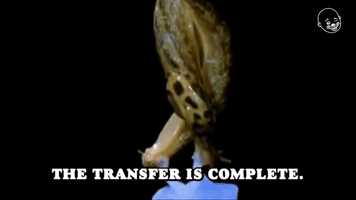 The Transfer is Complete