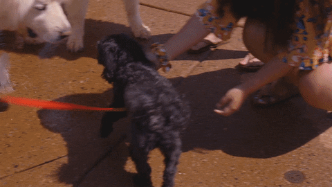 dog GIF by Longwood University