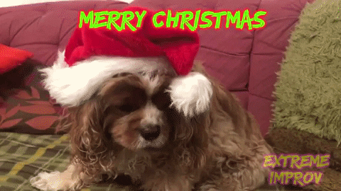 Merry Christmas Dog GIF by Extreme Improv