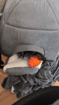 Hot Dog Dogs GIF