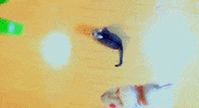 cat glitch GIF by LetsGlitchIt