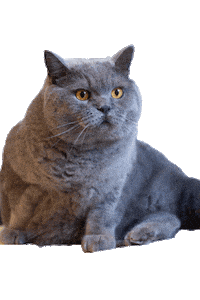 Excuse Me Cat Sticker by yuntatv