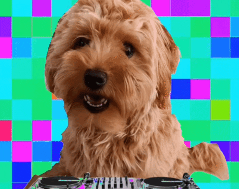 subskile giphygifmaker GIF