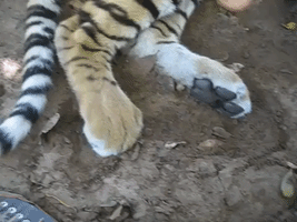 Tiny Tiger Cub Has Very Ticklish Paws