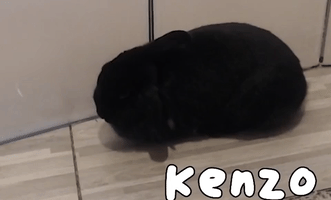 Kenzo the Rabbit Rides Again