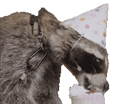 Party Celebration Sticker by Sydney Sprague