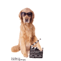 Acting Golden Retriever Sticker