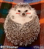 Cute Hedgehog GIF