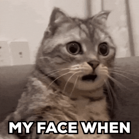 Cat My Face When GIF