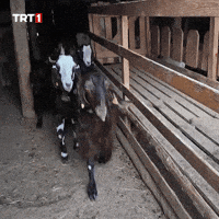 Friends Running GIF by TRT