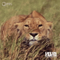 David Attenborough Lion GIF by PBS