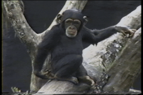 Wildlife gif. Baby chimpanzee sits on a tree and touches his butt, raises his finger to his nose, balks at the smell, and then falls off the tree.