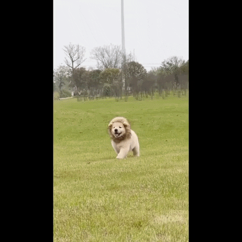 cuteanimalland giphyupload GIF