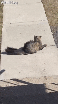 Cat Encounters 26 Mph Winds GIF by ViralHog