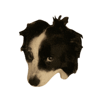 Dog Puppy Sticker by Zack Kantor