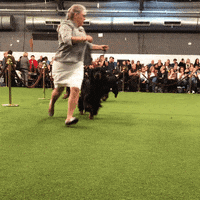 dog show GIF by Westminster Kennel Club