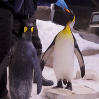 Penguins Line Up for Weigh In at Australian Zoo