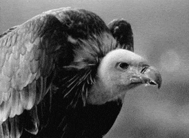 bird vulture GIF