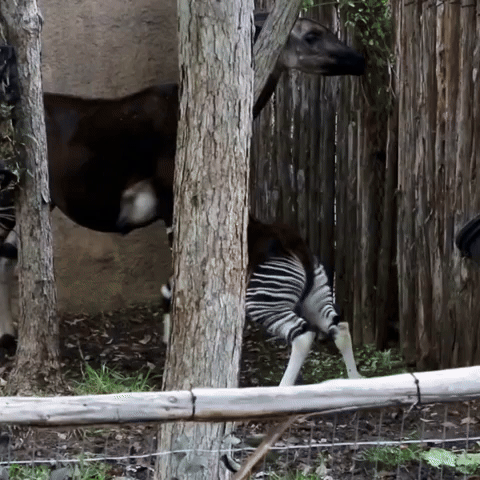 Baby Okapi Explores New Habitat at San Antonio Zoo