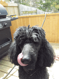 poodle behold GIF