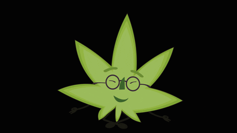 greenbrothers giphyupload cannabis maconha greenbrothers GIF