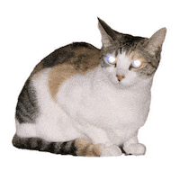 Cat Sticker Sticker