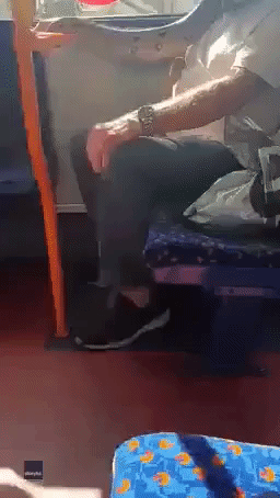 Man Wears Live Snake 'as a Face Mask' on English Bus