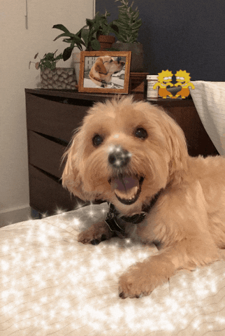 puppy leroy GIF by simongibson2000