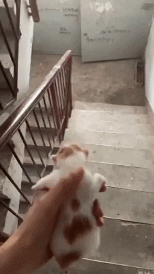 cuteanimalland giphyupload GIF
