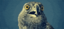 Shocked Eyes GIF
