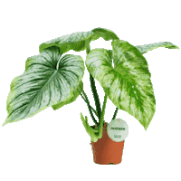 Plants Planten Sticker by KMN