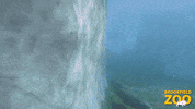 Swim Swimming GIF by Brookfield Zoo