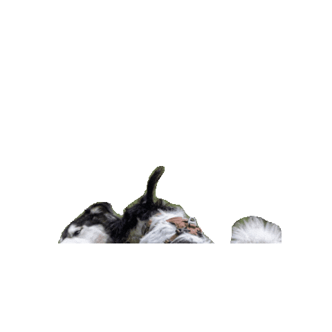 totemsmx koi Pinto totems Sticker