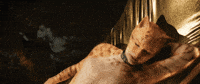 CatsMovie hello cats good morning wink GIF