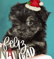 Dog Puppy GIF