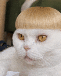 White Cat GIF