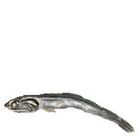 Fish Flashing Sticker by wowfood