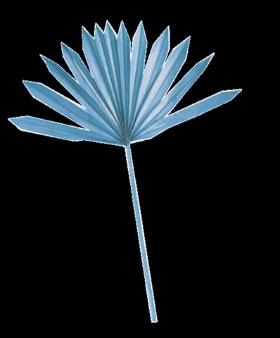 flowerbodega tropical palm flowerbodega bluepalm GIF
