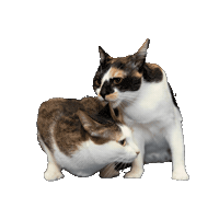 25Cats Sticker by Gray Hat Films
