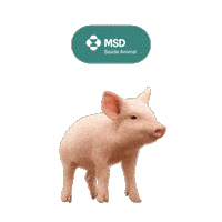 Suinocultura Saudeanimal Sticker by MSD Pecuária Brasil