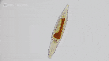 Water Bears Nova GIF by PBS Digital Studios