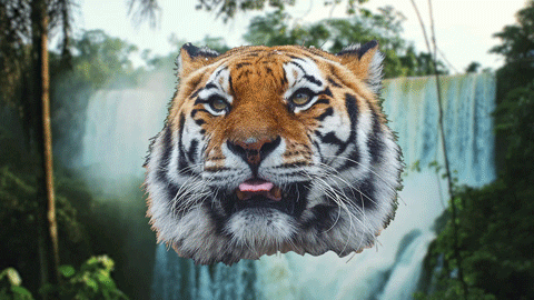 Hair Tiger GIF