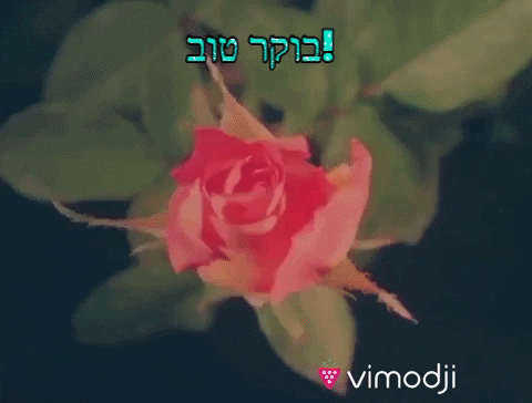 בוקר טוב GIF by Vimodji