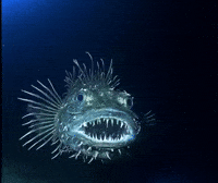 Ocean Shark GIF