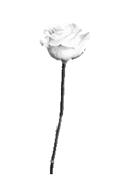 BIANCOBIANCO design rose luxury bb Sticker