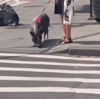 Pet Lovers Pig GIF