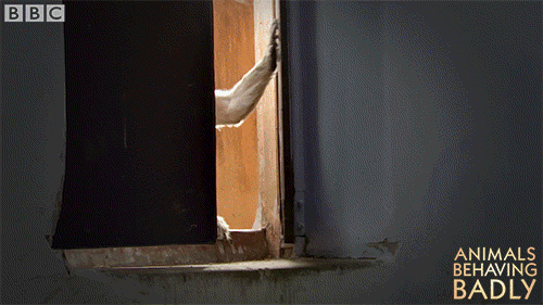 monkey wildlife GIF by BBC Earth